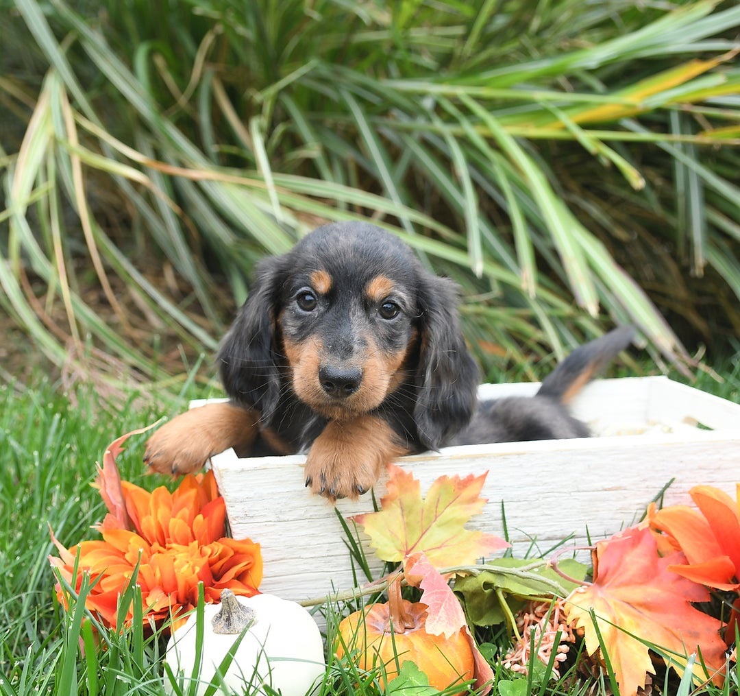 dachshundpuppy